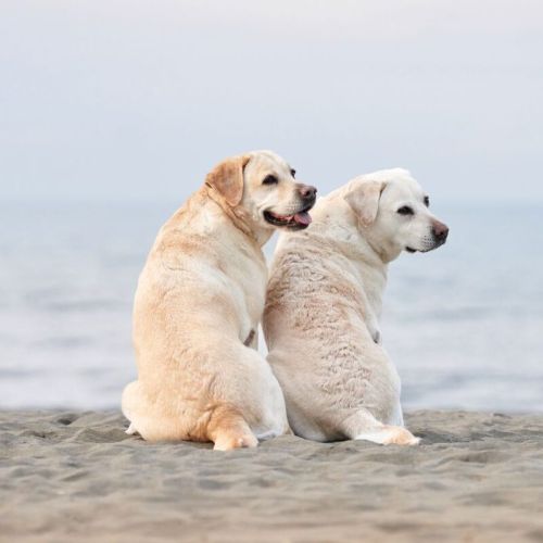 Naturheilpraxis f&uuml;r Tiere in Saarbr&uuml;cken